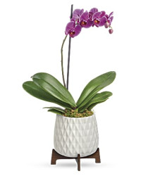 Architectural Orchid Plant | Orchids | Same Day Flower Delivery | Multi-Colored | Teleflora