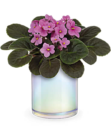 Green | Mixed Bouquets | Luminous Leaves Plant | Same Day Flower Delivery by Teleflora
