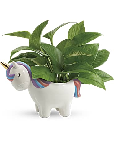 Green | Mixed Bouquets | Peaceful Unicorn Pothos Plant | Same Day Flower Delivery by Teleflora