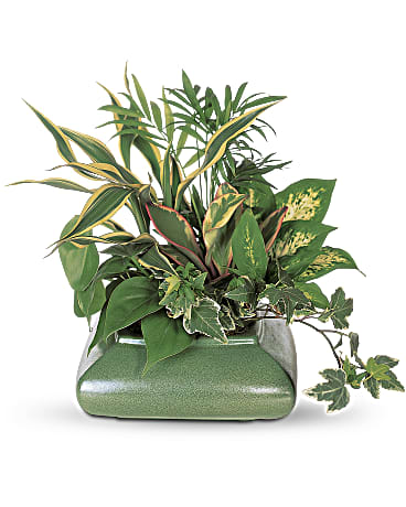 Green | Mixed Bouquets | Small Garden Dish | Same Day Flower Delivery by Teleflora