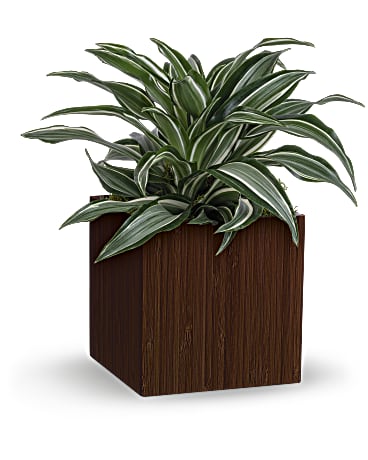Green | Mixed Bouquets | Soothing Dracaena | Same Day Flower Delivery by Teleflora