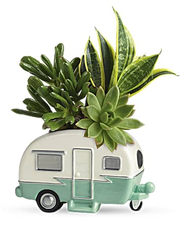 Green | Mixed Bouquets | Cool Camper Succulent Garden | Same Day Flower Delivery by Teleflora