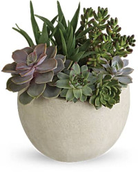 Green | Mixed Bouquets | Desert Beauty Succulent Garden | Same Day Flower Delivery by Teleflora