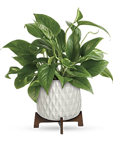 Green | Mixed Bouquets | Lush Leaves Pothos Plant | Same Day Flower Delivery by Teleflora