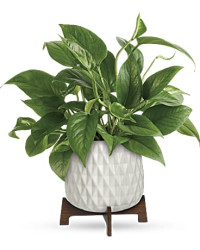 Green | Mixed Bouquets | Lush Leaves Pothos Plant | Same Day Flower Delivery by Teleflora