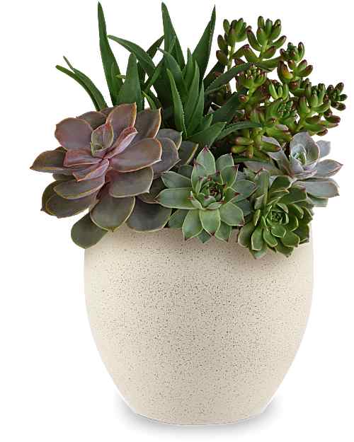 Green | Mixed Bouquets | Modern Stone Succulent Garden | Same Day Flower Delivery by Teleflora