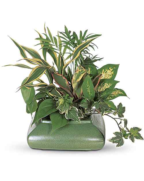 Green | Mixed Bouquets | Small Garden Dish | Same Day Flower Delivery by Teleflora