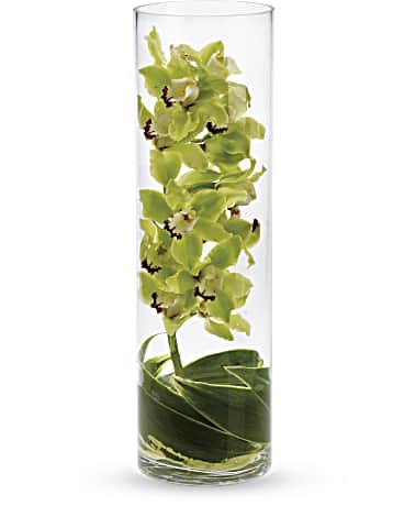 Green | Orchids | Zensational | Same Day Flower Delivery by Teleflora