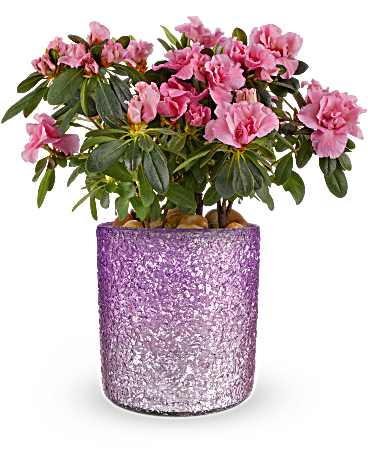 Multi-Colored | Mixed Bouquets | Blooming Sparkle Azalea Plant | Same Day Flower Delivery by Teleflora