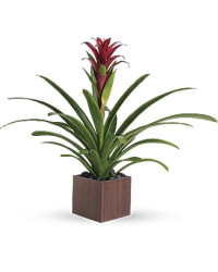 Multi-Colored | Mixed Bouquets | Bromeliad Beauty | Same Day Flower Delivery by Teleflora