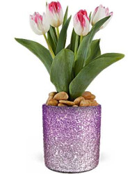Multi-Colored | Mixed Bouquets | Dreamy Tulip Plant | Same Day Flower Delivery by Teleflora