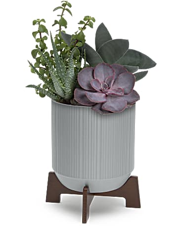 Multi-Colored | Mixed Bouquets | Mod Succulents | Same Day Flower Delivery by Teleflora