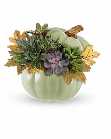 Multi-Colored | Mixed Bouquets | Sage Pumpkin Succulent Garden | Same Day Flower Delivery by Teleflora