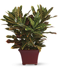 Multi-Colored | Mixed Bouquets | Stately Croton | Same Day Flower Delivery by Teleflora