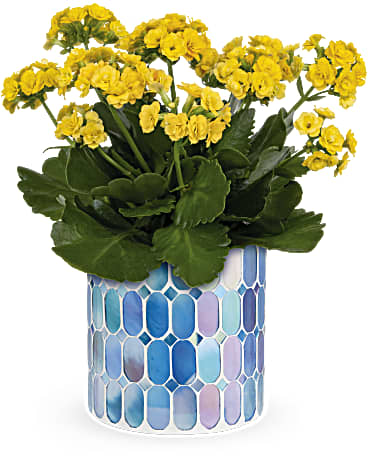 Multi-Colored | Mixed Bouquets | Sunny Kalanchoe | Same Day Flower Delivery by Teleflora