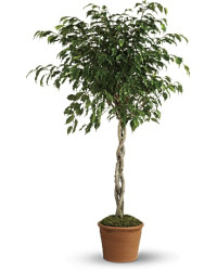 Multi-Colored | Mixed Bouquets | Towering Ficus | Same Day Flower Delivery by Teleflora