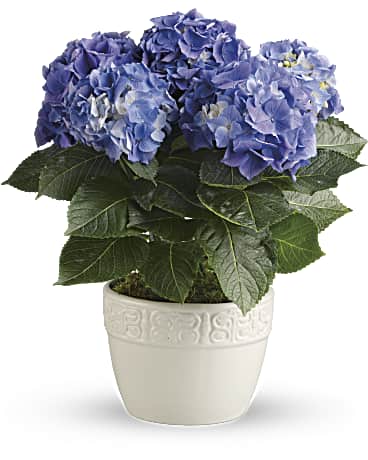 Multi-Colored | Hydrangeas | Happy Hydrangea | Same Day Flower Delivery by Teleflora