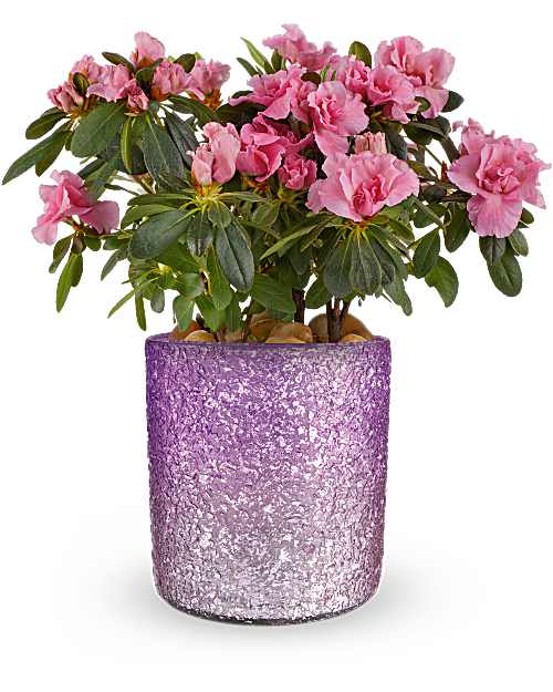 Multi-Colored | Mixed Bouquets | Blooming Sparkle Azalea Plant | Same Day Flower Delivery by Teleflora