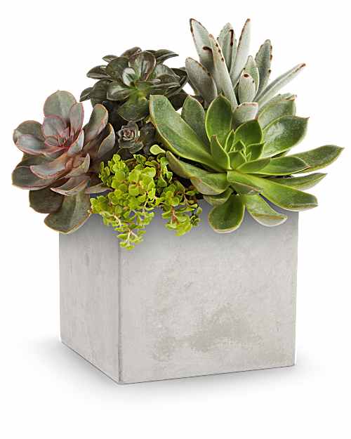 Multi-Colored | Mixed Bouquets | Concreate Oasis Succulent Garden | Same Day Flower Delivery by Teleflora