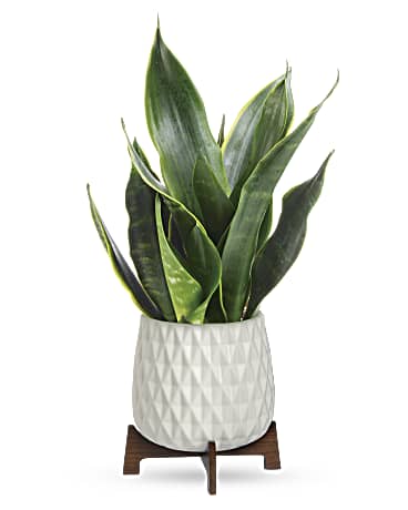 Multi-Colored | Mixed Bouquets | Growing Art Sansevieria Plant | Same Day Flower Delivery by Teleflora