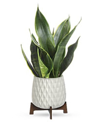 Multi-Colored | Mixed Bouquets | Growing Art Sansevieria Plant | Same Day Flower Delivery by Teleflora