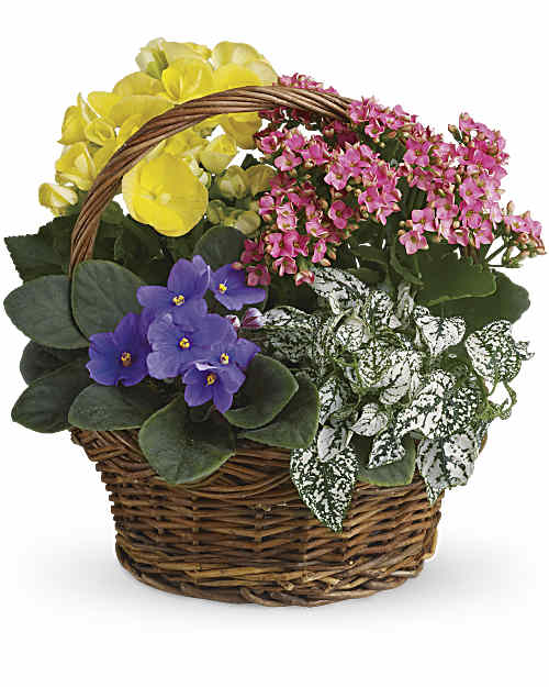 Multi-Colored | Mixed Bouquets | Spring Has Sprung Mixed Basket | Same Day Flower Delivery by Teleflora