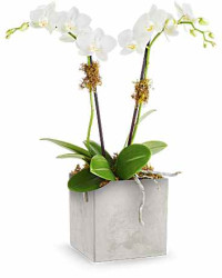 Multi-Colored | Orchids | Orchid Artistry | Same Day Flower Delivery by Teleflora
