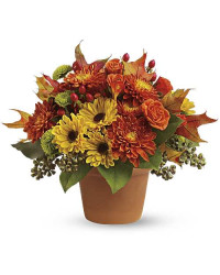 Multi-Colored | Roses | Sugar Maples | Same Day Flower Delivery by Teleflora