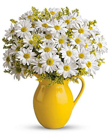 Multi-Colored | Sunny Day Pitcher Of Daisies Bouquet | Same Day Flower Delivery by Teleflora