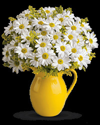 Multi-Colored | Sunny Day Pitcher Of Daisies Bouquet | Same Day Flower Delivery by Teleflora