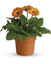 Orange | Daisies | Rainbow Rays Potted Gerbera | Same Day Flower Delivery by Teleflora