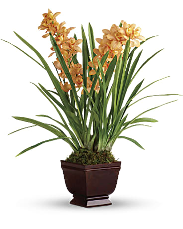 Orange | Orchids | Regally Yours Orchid | Same Day Flower Delivery by Teleflora