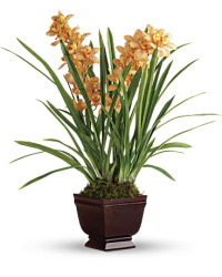 Orange | Orchids | Regally Yours Orchid | Same Day Flower Delivery by Teleflora