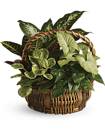 Pink | Mixed Bouquets | Emerald Garden Basket | Same Day Flower Delivery by Teleflora