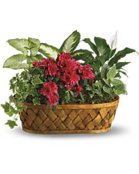Pink | Mixed Bouquets | Plants Galore | Same Day Flower Delivery by Teleflora