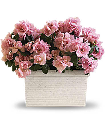 Pink | Mixed Bouquets | Sweet Azalea Delight | Same Day Flower Delivery by Teleflora