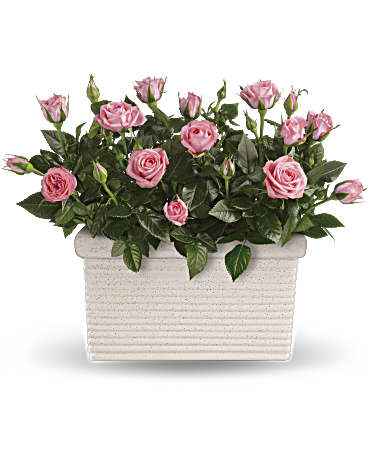Pink | Roses | Rose Repose | Same Day Flower Delivery by Teleflora