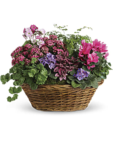 Pink | Roses | Simply Chic Mixed Plant Basket | Same Day Flower Delivery by Teleflora