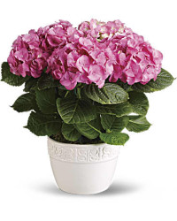 Pink | Hydrangeas | Happy Hydrangea | Same Day Flower Delivery by Teleflora