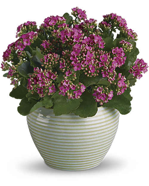 Pink | Mixed Bouquets | Bountiful Kalanchoe | Same Day Flower Delivery by Teleflora