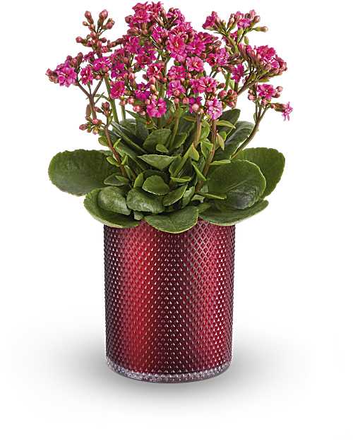 Pink | Mixed Bouquets | Lovely Kalanchoe Plant | Same Day Flower Delivery by Teleflora
