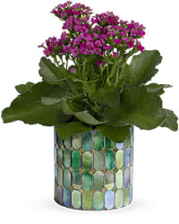 Pink | Mixed Bouquets | Memorable Mosaic Plant | Same Day Flower Delivery by Teleflora