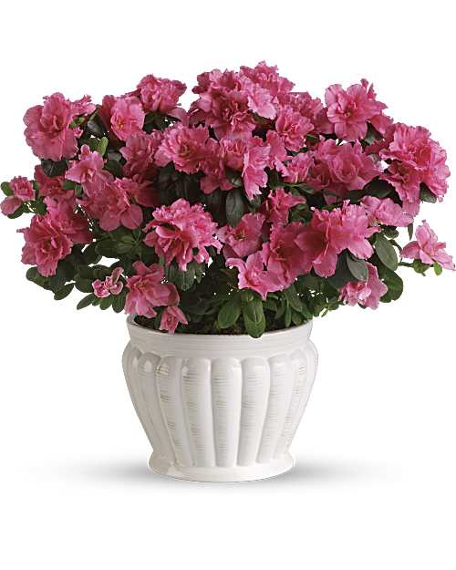 Pink | Mixed Bouquets | Pretty In Pink Azalea | Same Day Flower Delivery by Teleflora