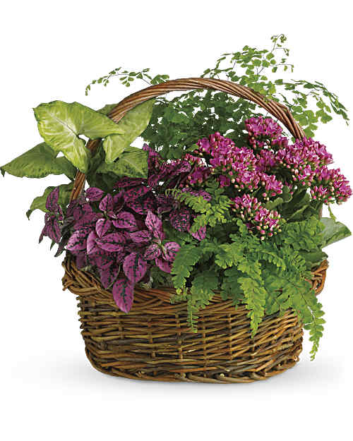 Pink | Mixed Bouquets | Secret Garden Basket | Same Day Flower Delivery by Teleflora