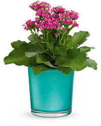 Pink | Mixed Bouquets | Shimmering Aqua Plant | Same Day Flower Delivery by Teleflora