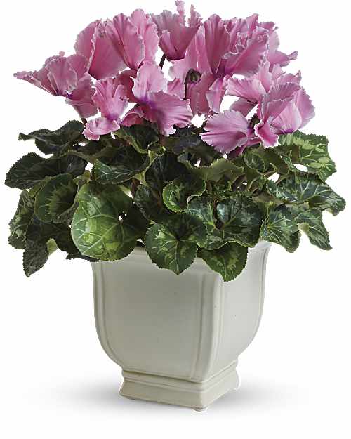 Pink | Mixed Bouquets | Sunny Cyclamen | Same Day Flower Delivery by Teleflora