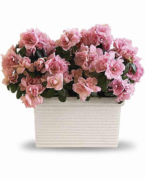 Pink | Mixed Bouquets | Sweet Azalea Delight | Same Day Flower Delivery by Teleflora