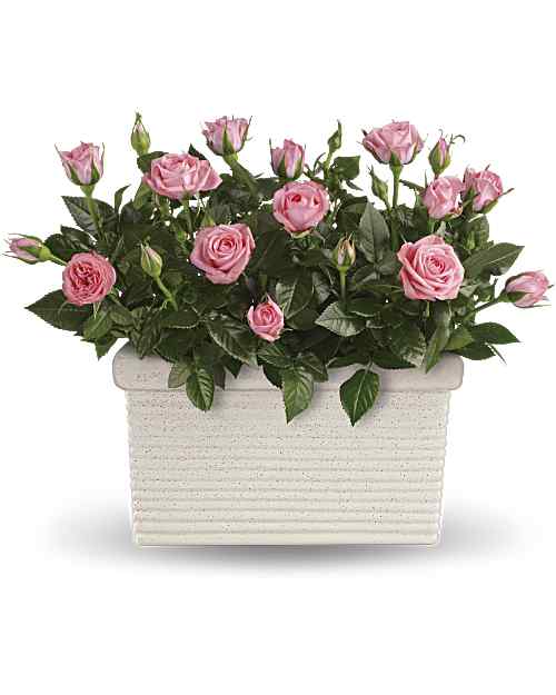 Pink | Roses | Rose Repose | Same Day Flower Delivery by Teleflora