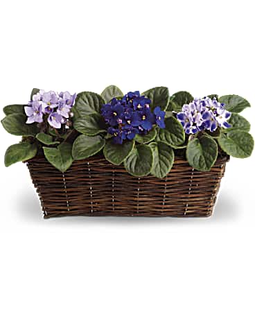 Purple | Mixed Bouquets | Sweet Violet Trio | Same Day Flower Delivery by Teleflora