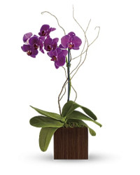 Purple | Orchids | Bamboo Elegance | Same Day Flower Delivery by Teleflora